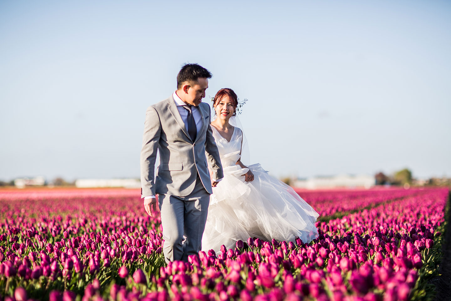 Couple in the pink tulip fields near Amsterdam during their pre-wedding shoot