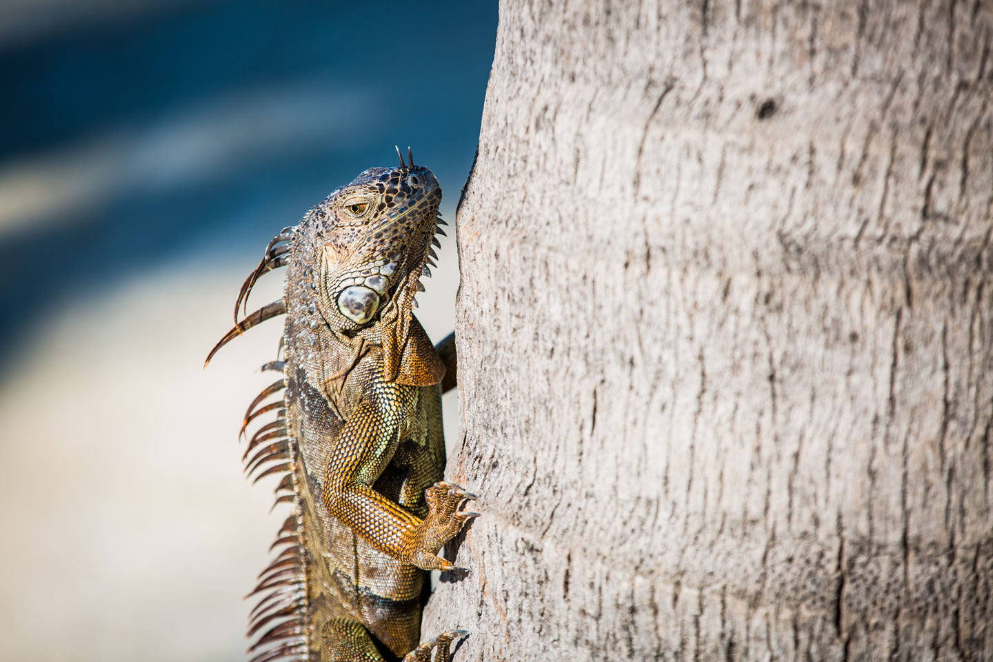 24-Coconut-Palm-Inn-Wedding-Photography
